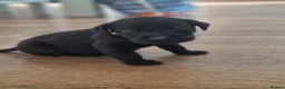 Labrador Retriever dogs for sale: Beautiful litter of 8 Black Labrador puppies  - Advert 15