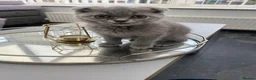 Scottish Fold cats for sale: Scottish Fold Kitten Solid Blue boy left (Folded) - Advert 3