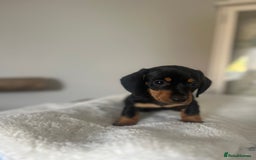 Miniature Dachshund dogs for sale: Miniature dachshund girl puppy  - Image 14
