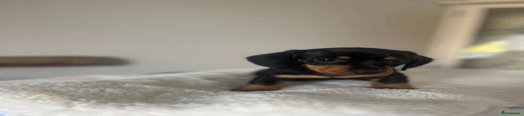 Miniature Dachshund Puppy 1