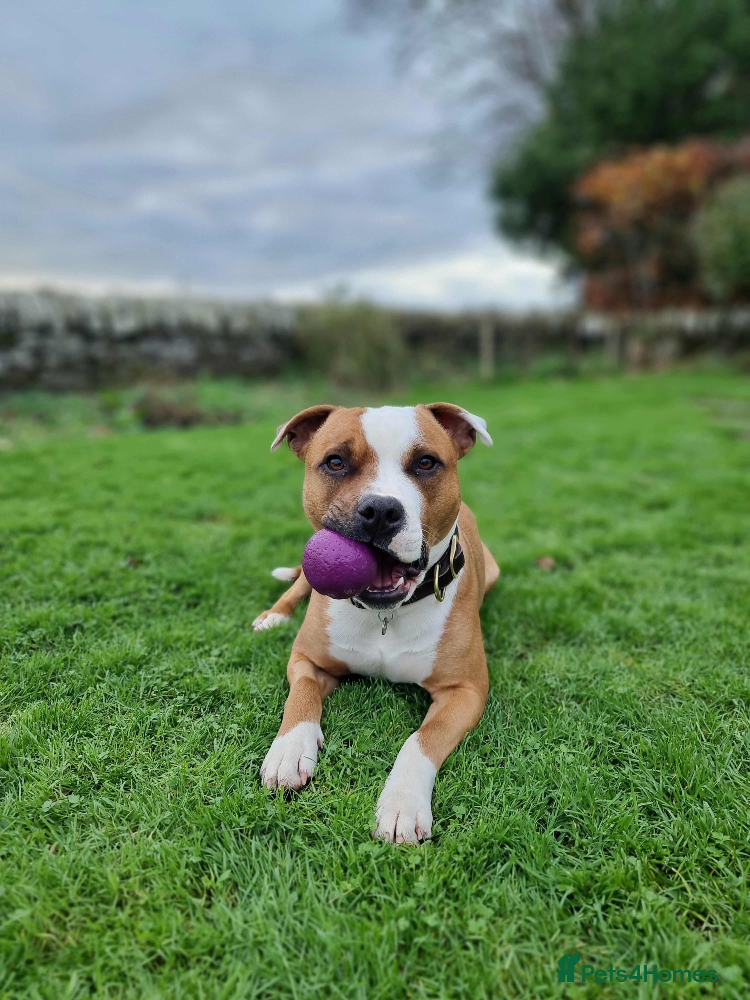 Staffordshire Bull Terrier dogs Male Staffordshire Bull Terrier  - Advert 5