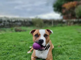 Staffordshire Bull Terrier dogs Male Staffordshire Bull Terrier - Advert 5