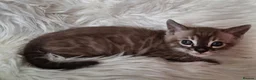 Bengal cats for sale: Superbly rosetted Bengals - Advert 5