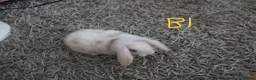 Mini Lop rabbits for sale: Mini Lop babies - Bucks - Advert 5
