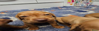 Hungarian Vizsla Puppy 1