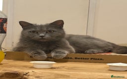 British Shorthair cats for sale: 2 half british short hair kittens left - Image 7