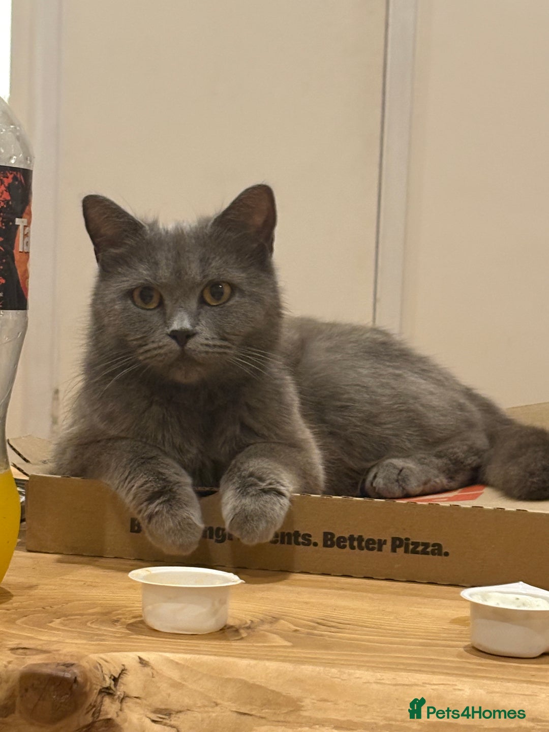 British Shorthair cats for sale: 2 half british short hair kittens left - Image 7