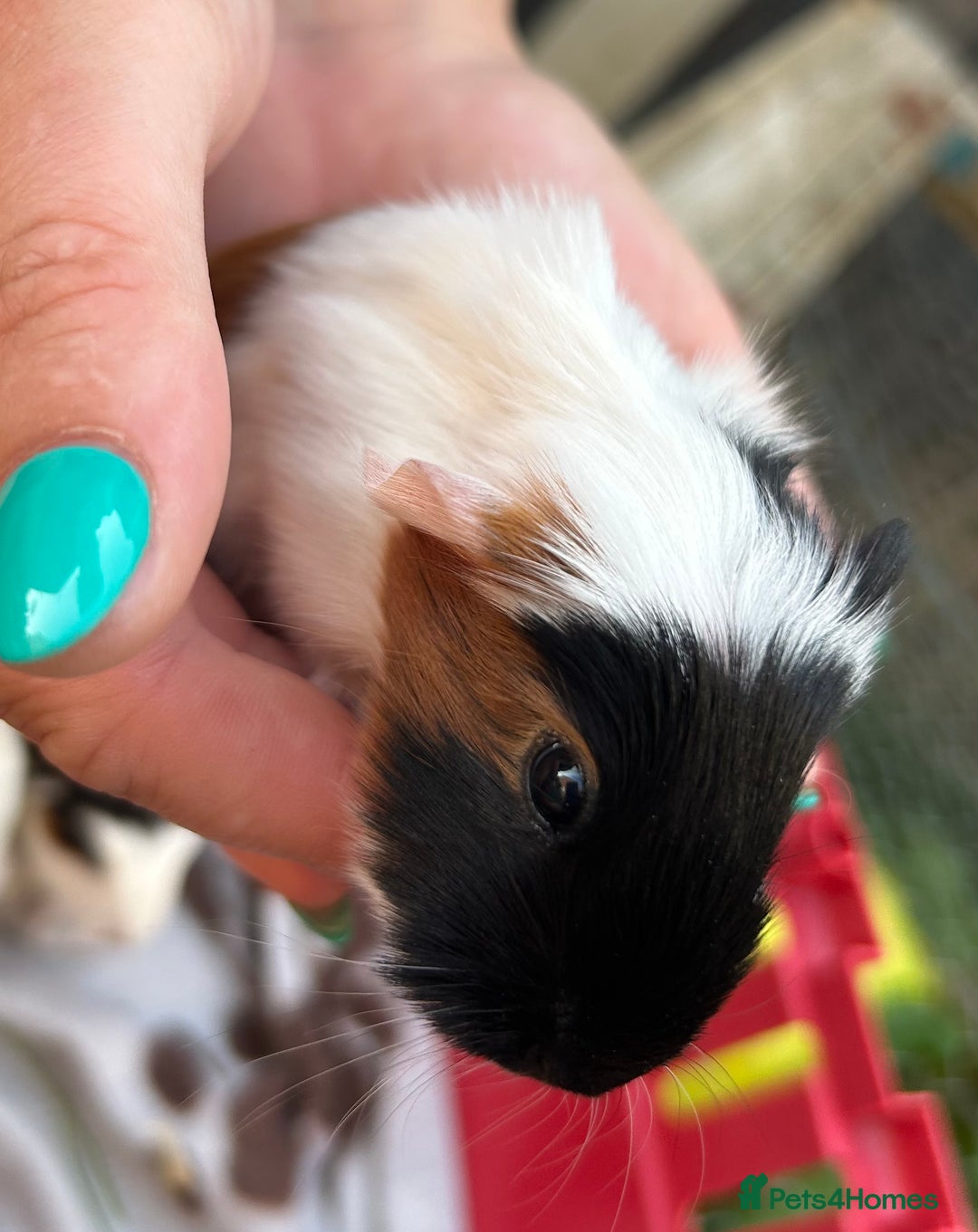Guinea Pig rodents for sale: Guinea Pigs in Saxmundham - Image 8