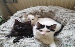 Ragdoll cats for sale: 5 ADORABLE RAGDOLL X KITTENS FOR SALE - Image 7