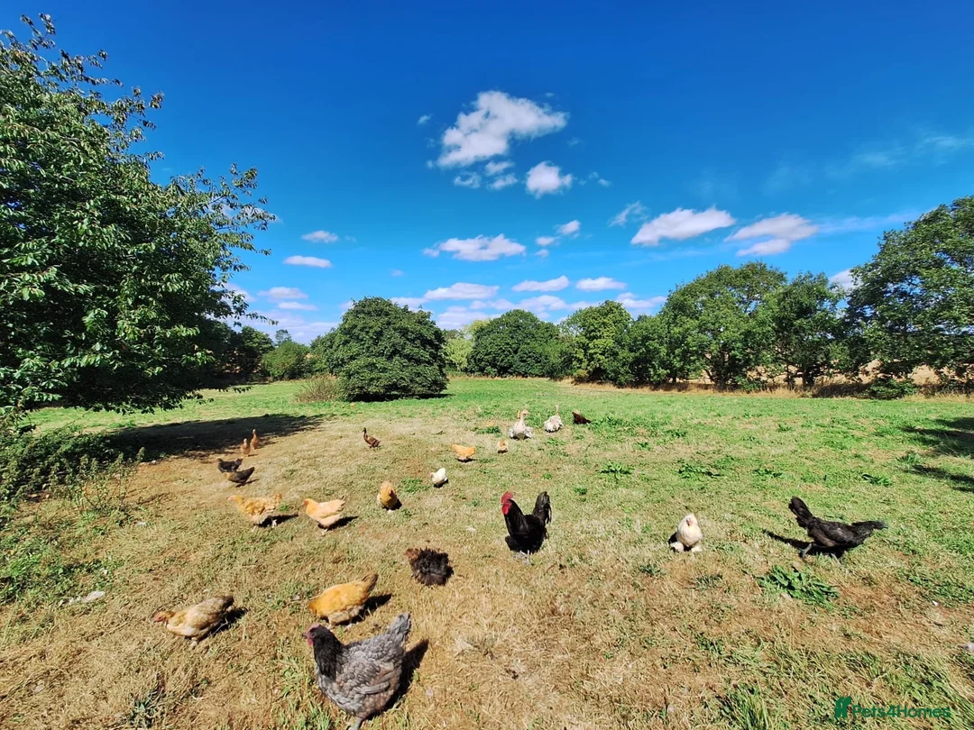 Chickens poultry for sale: Mixed point of lay chickens  - Advert 1