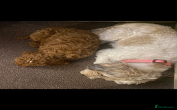 Cockapoo dogs for sale: 5 month old female f2b cockapoo - Image 5