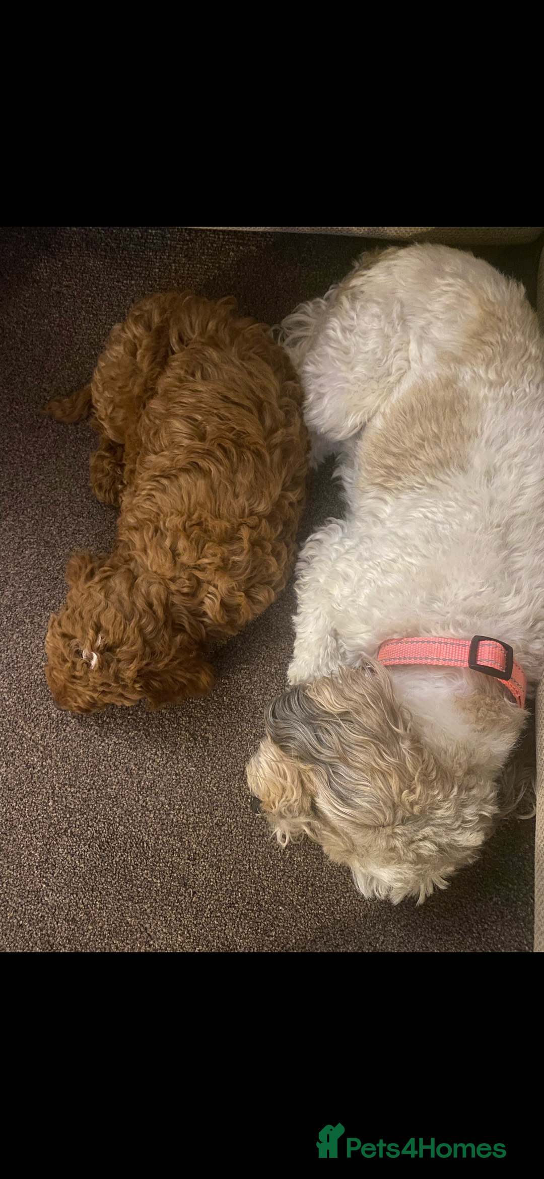 Cockapoo dogs for sale: 5 month old female f2b cockapoo - Image 5