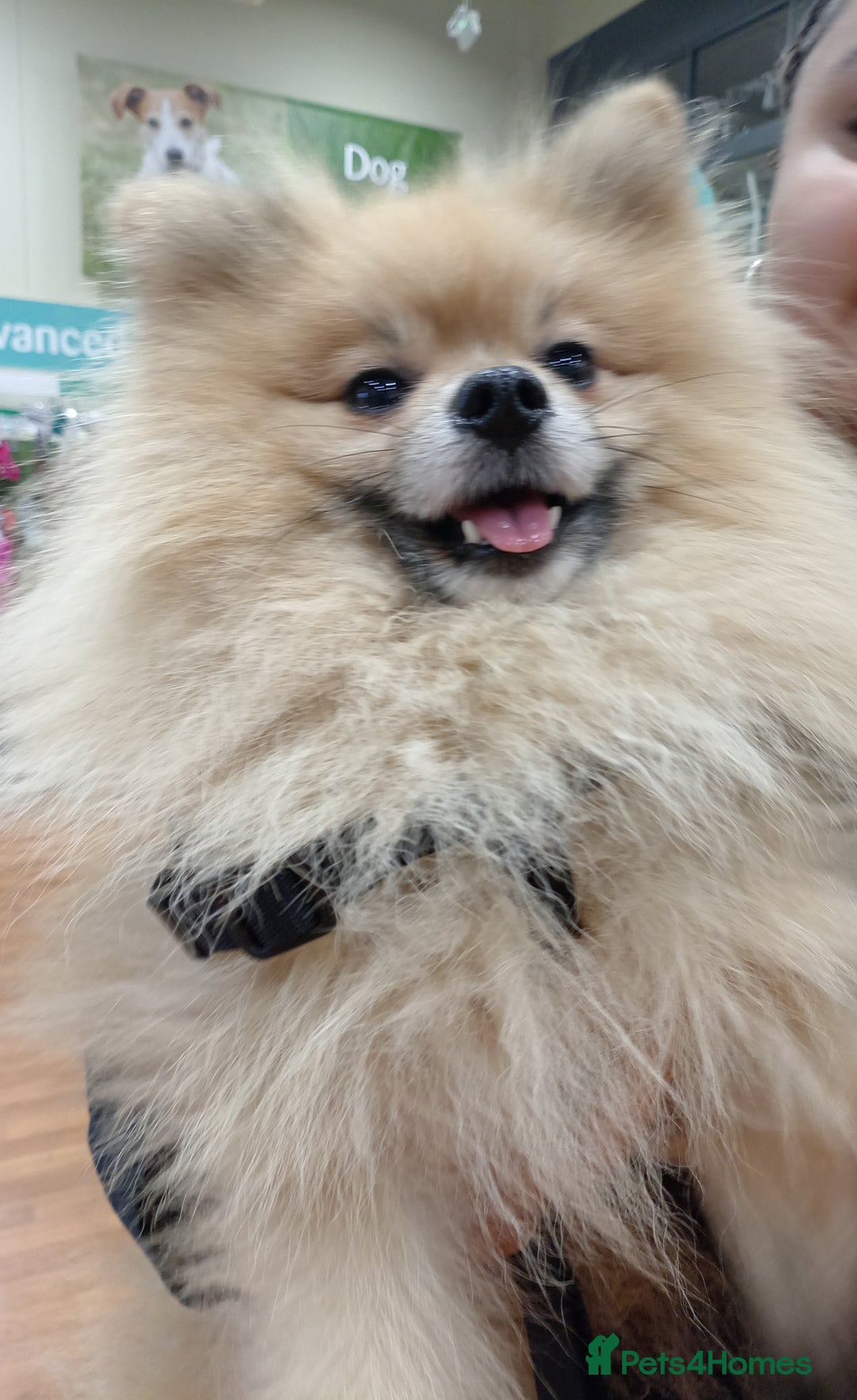 Pomeranian dogs for stud: Pomeranian Stud - Image 4