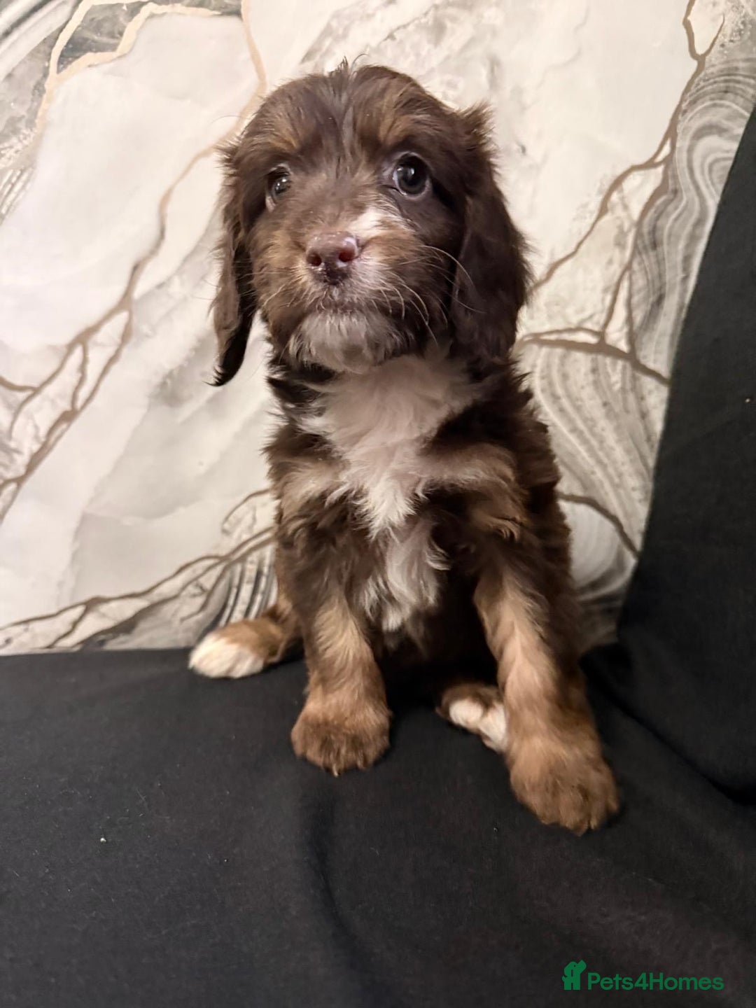 Cockapoo dogs for sale: Beautiful puppies - Advert 4