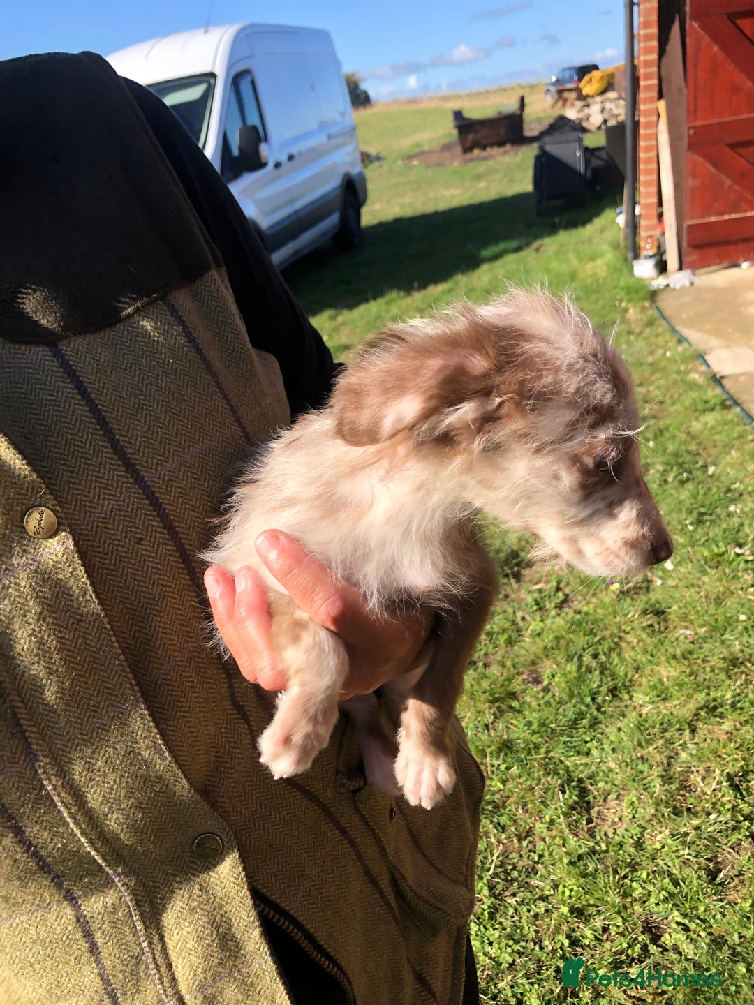 Mixed Breed dogs for sale: Bedlington terrier pups X poodle  - Image 12