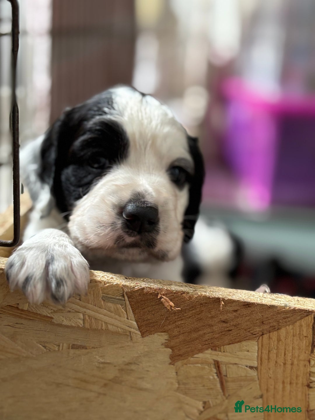 Cocker Spaniel dogs for sale: 1 beautiful boy working cocker spaniels left £650 - Image 26