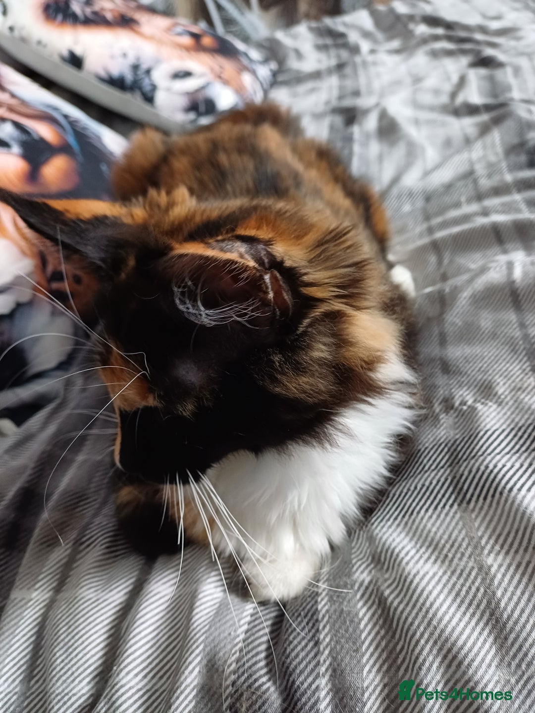 Maine Coon cats for sale: This is little Florence. - Image 2