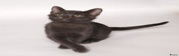 Asian cats for sale: Quality GCCF registered Blue Asian kitten - Advert 5