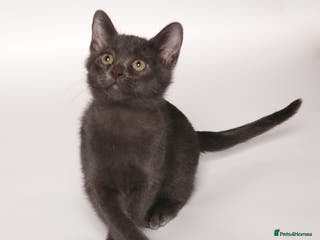 Asian cats Quality GCCF registered Blue Asian kitten - Advert 1