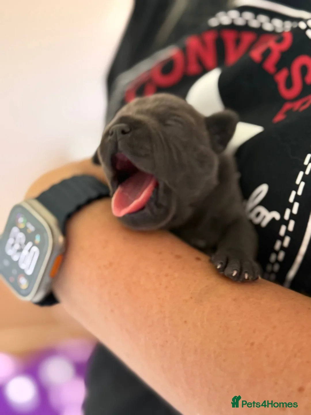 Staffordshire Bull Terrier dogs for sale: Scuba_staffies waiting list open. Valglo x bronson - Advert 1