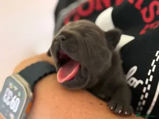 Staffordshire Bull Terrier dogs Scuba_staffies waiting list open. Valglo x bronson - Advert 2