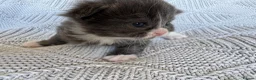 Mixed Breed cats for sale: Beautiful kittens for sale  - Advert 15