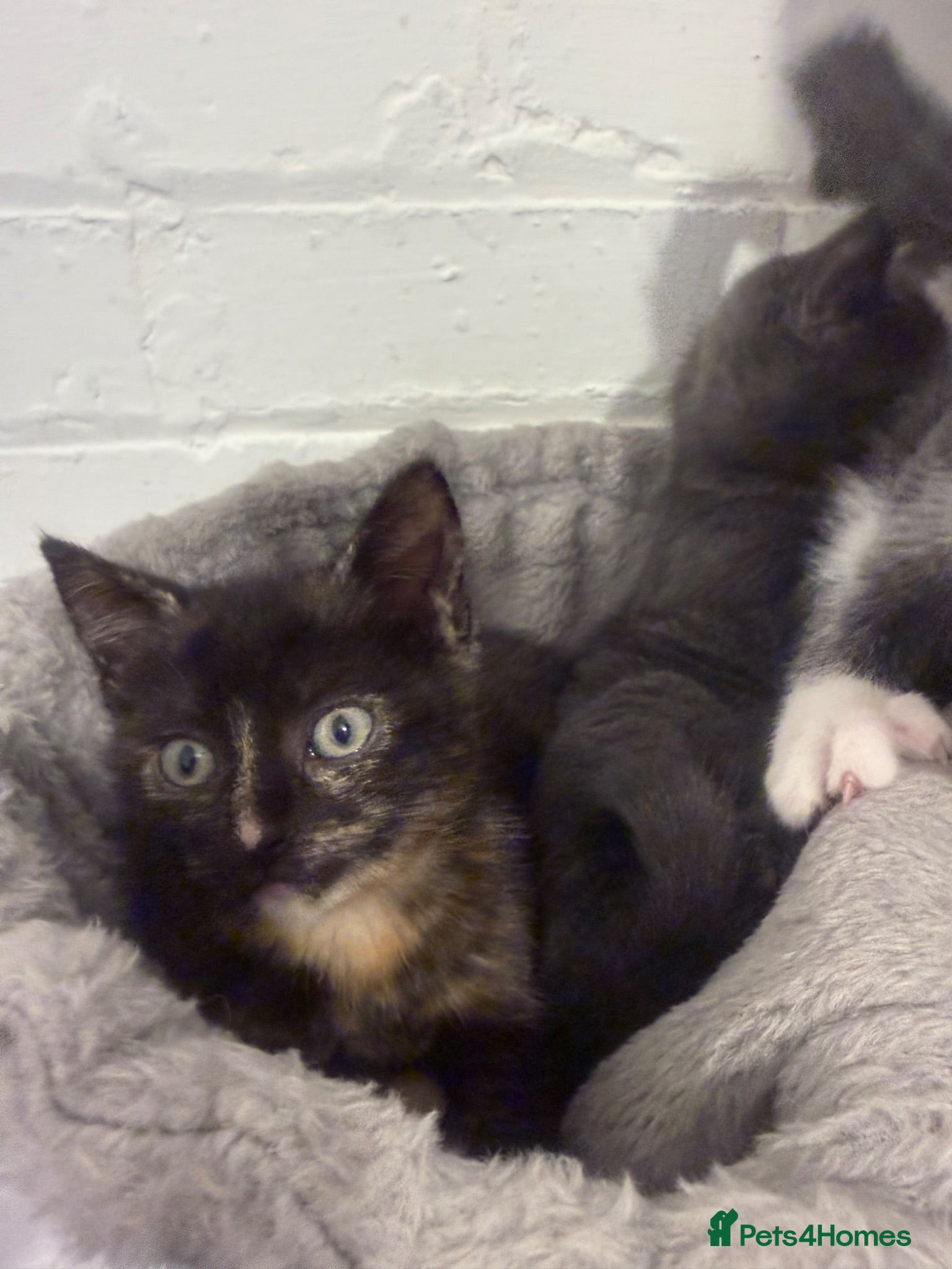 Mixed Breed cats Two toritishell kittens 9weeks - Advert 1