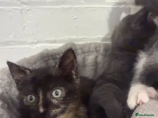 Mixed Breed cats Two toritishell kittens 9weeks - Advert 3