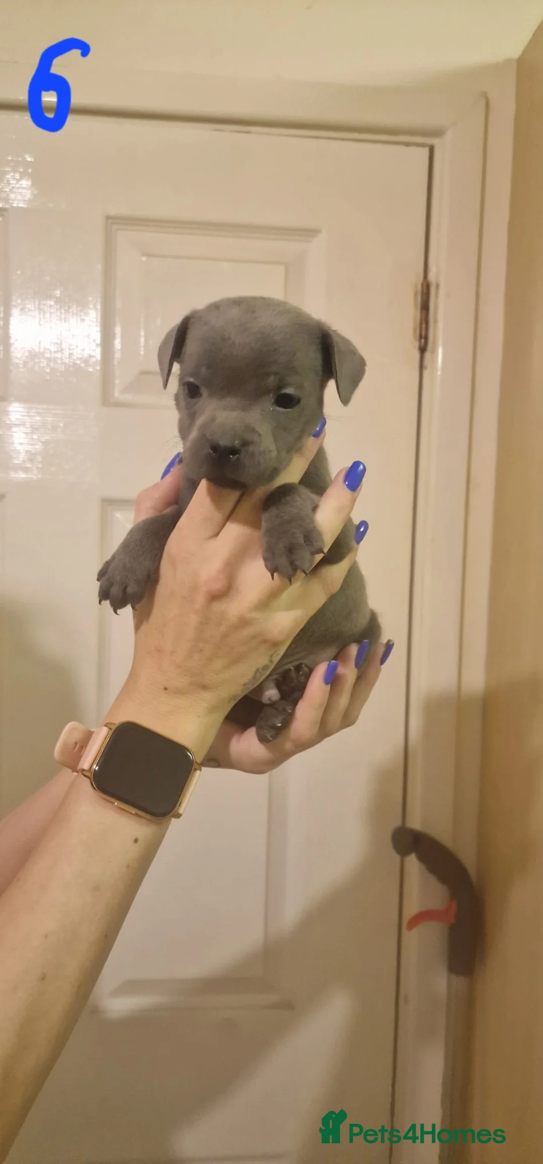 Staffordshire Bull Terrier dogs for sale: 6 beautiful blue staffs - Advert 17