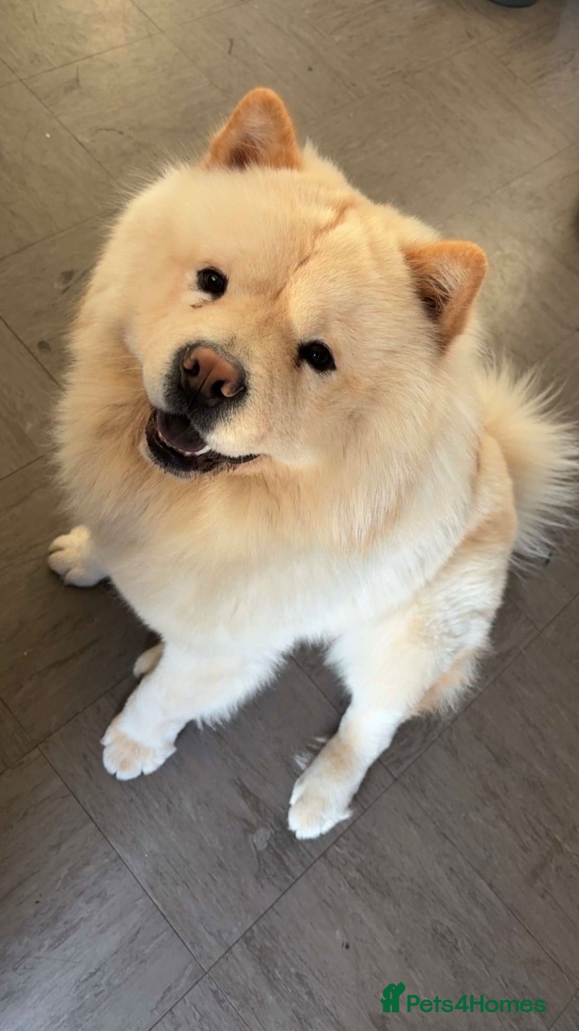 Chow Chow dogs for sale: Blaze in Dudley - Advert 1