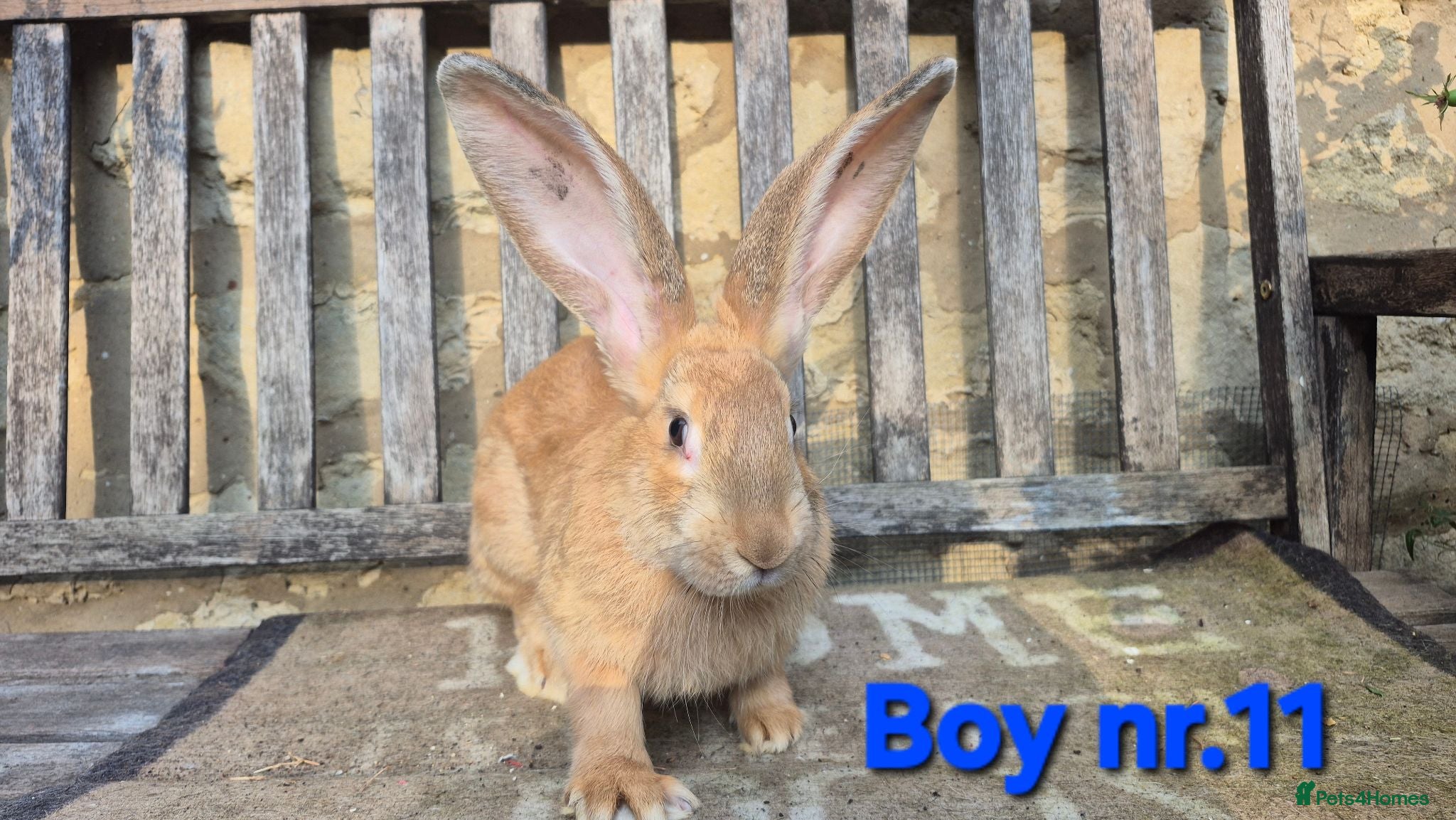 Continental Giant rabbits VACCINATED Pure Continental Giant  - Advert 2