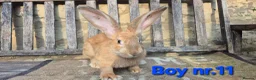 Continental Giant rabbits for sale: VACCINATED Pure Continental Giant  - Advert 6