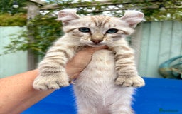Keetso cats for sale: Super snow leopard girl  - Image 2