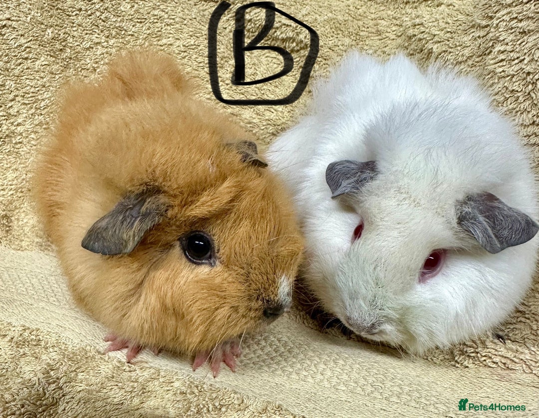 Guinea Pig rodents for sale: Various Gorgeous Guinea Pigs Available - Advert 8