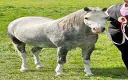 Welsh Section A horses for sale: Stunning welsh mountain pony - Image 1