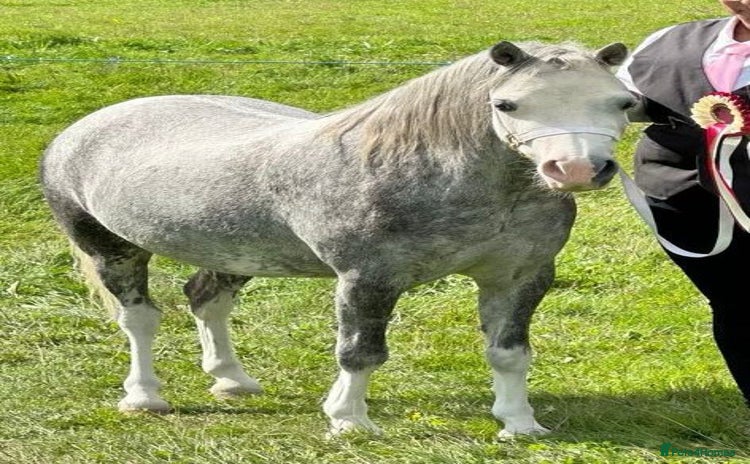 Welsh Section A horses - Advert 2