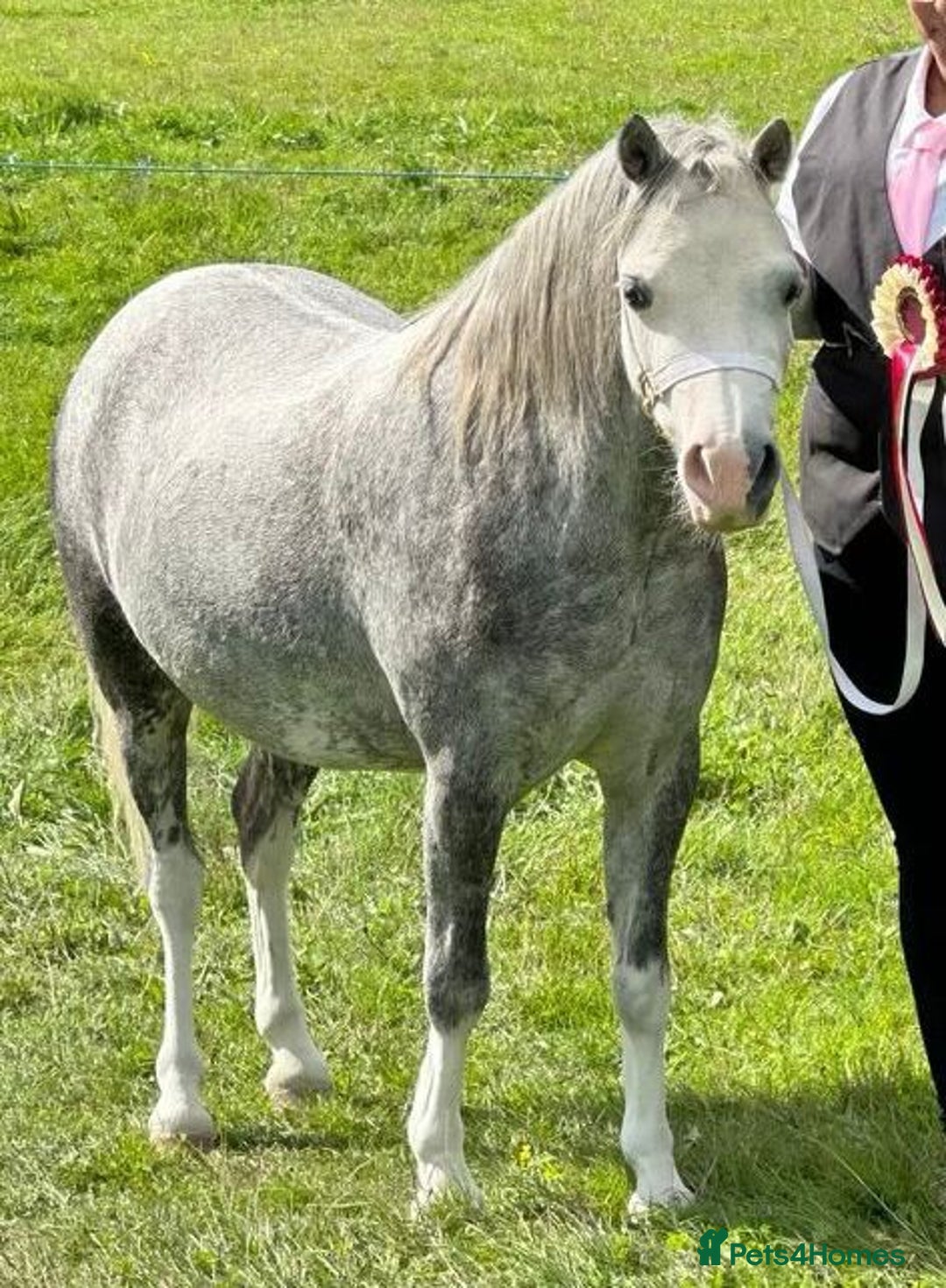 Welsh Section A horses for sale: Stunning welsh mountain pony - Image 1