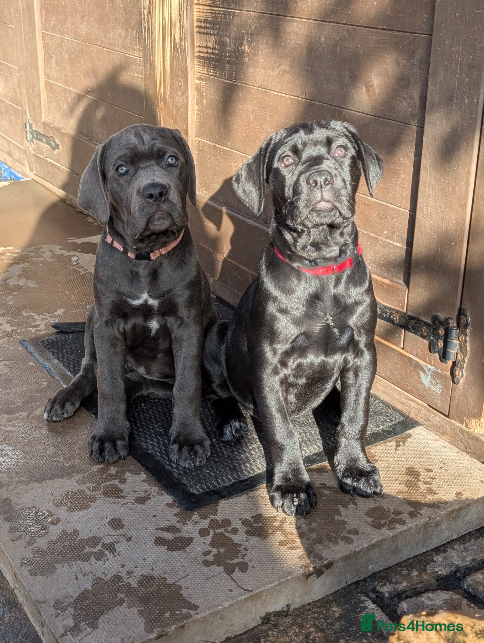 Cane Corso dogs Female Cane corso puppies 10 weeks old  - Advert 1