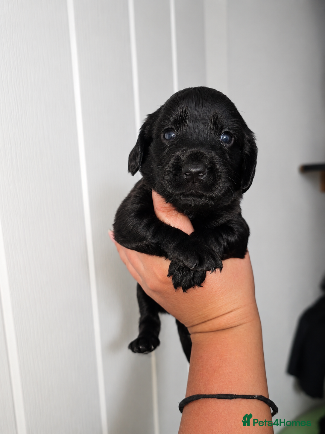 Cocker Spaniel dogs Cocker Spaniels 🐾  - Advert 2