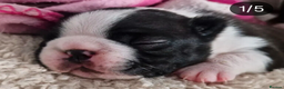 Boston Terrier dogs for sale: Boston Terrier puppy for sale.  - Advert 8
