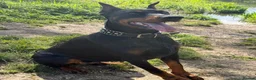Dobermann dogs for sale: Waiting List Open | KC European Doberman Puppies in Hemel Hempstead - Advert 1