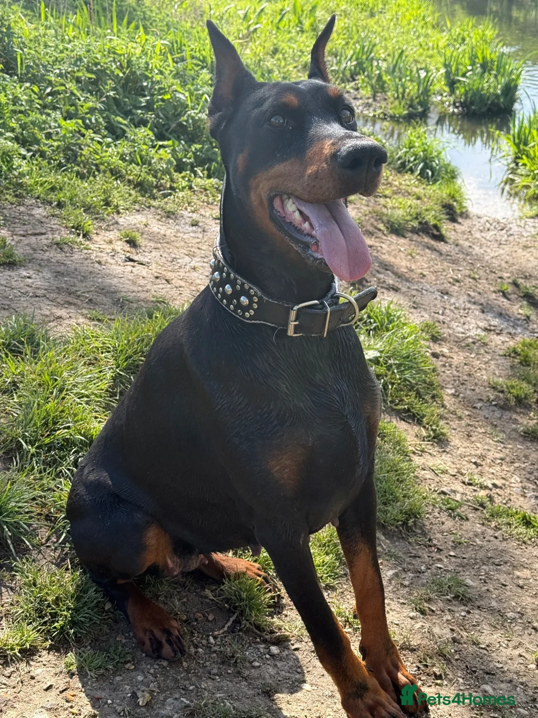 Dobermann dogs for sale: Waiting List Open | KC European Doberman Puppies in Hemel Hempstead - Advert 1