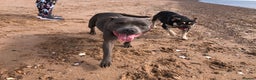 American Bully dogs for sale: Hela staffy DOB 3/4/2020 - Advert 3