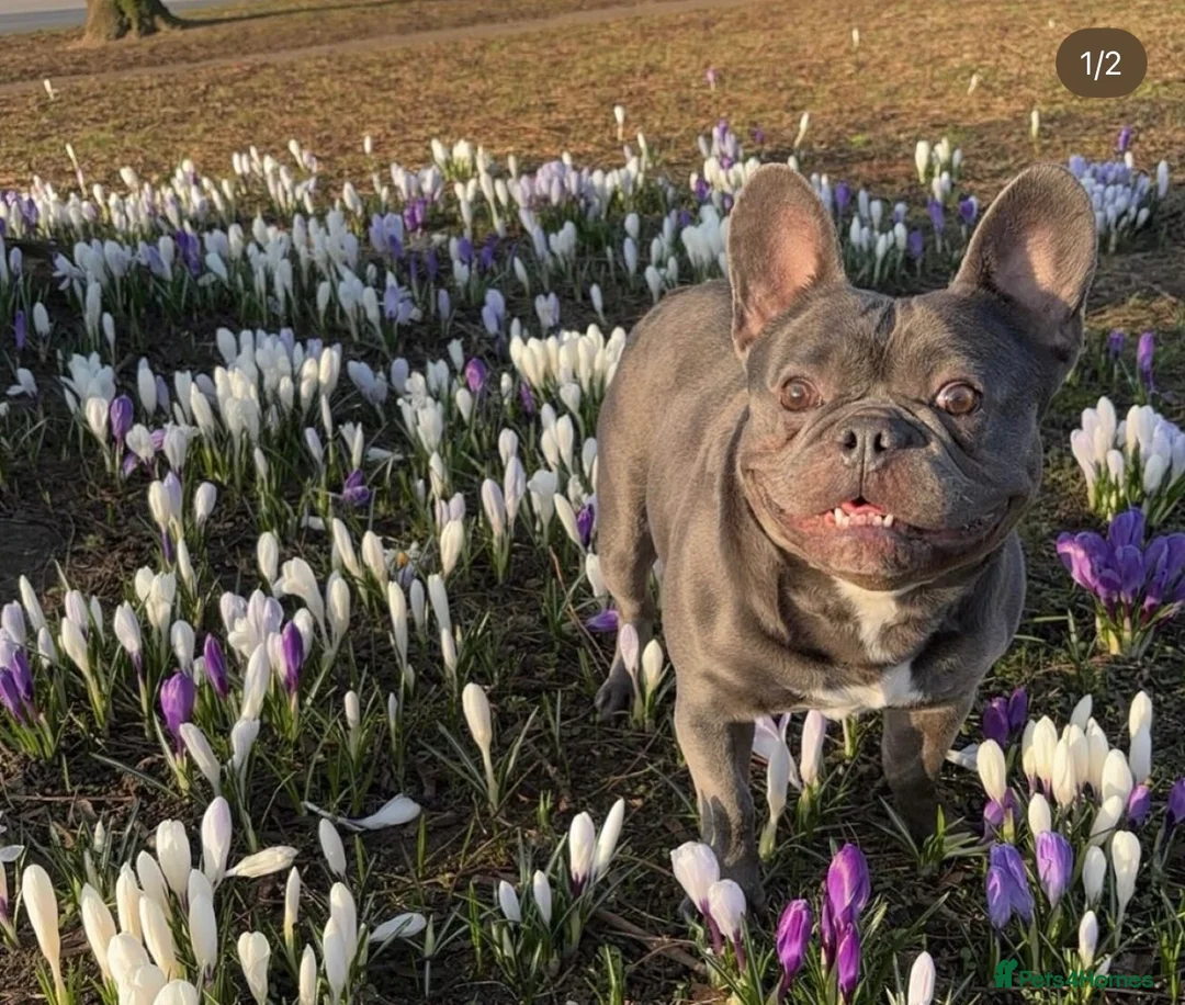French Bulldog dogs for stud: Frenchie for stud - Advert 1