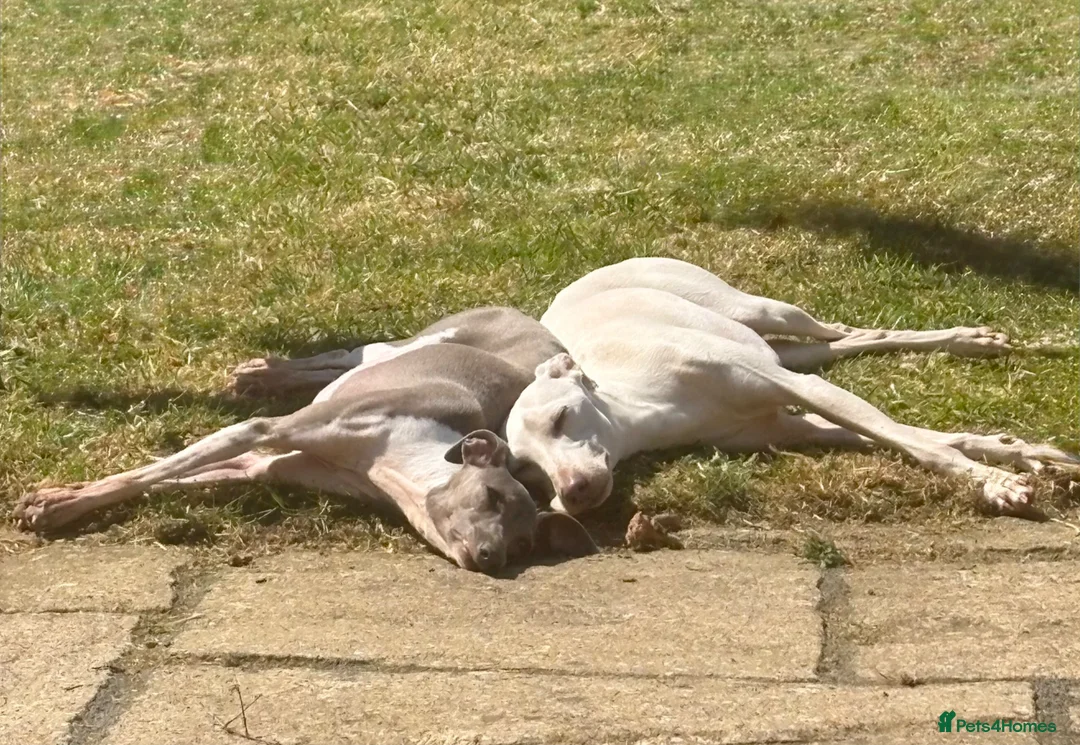 Italian Greyhound dogs for stud: Cream Italian Greyhound for Stud KC Registered - Advert 2