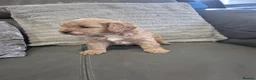 Cavapoo dogs for sale: F1 Cavapoo's  - Advert 34