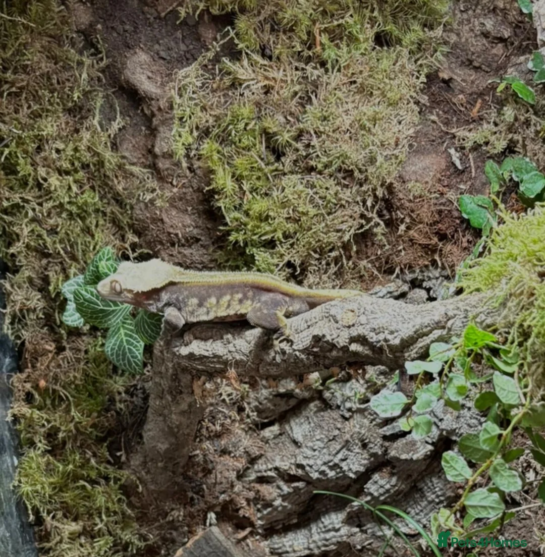 Gecko reptiles for sale: Draxx in Herne Bay - Advert 1