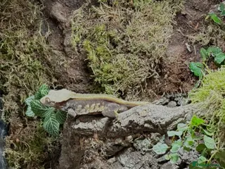 Gecko reptiles Draxx in Herne Bay - Advert 1