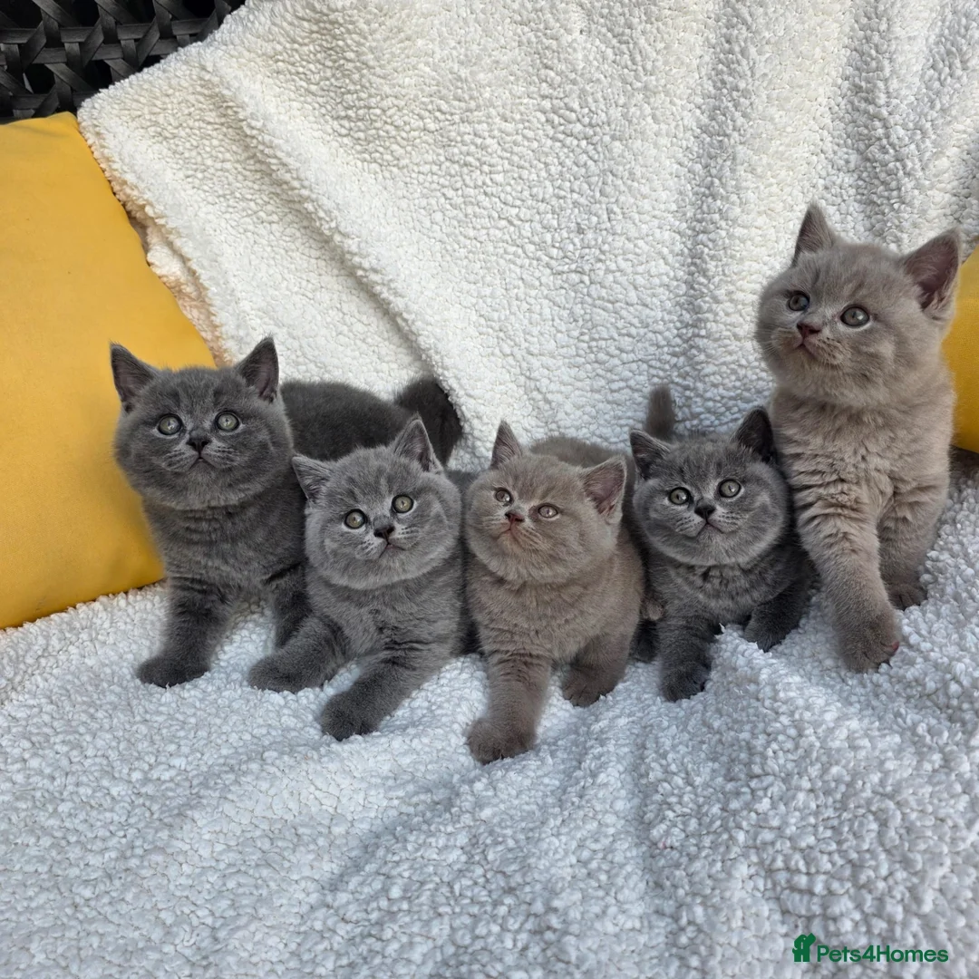 British Shorthair cats for sale: BEAUTIFUL BRITISH SHORTHAIR KITTENS  - Advert 1