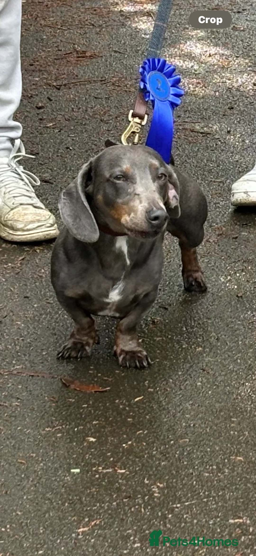 Dachshund dogs for stud: Blue Dachhund Proven Stud & Isabella cream stud, in Swansea - Advert 30